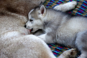 Хаски Щенки - недорого