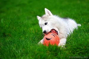 супер щенки Хаски со всеми документами