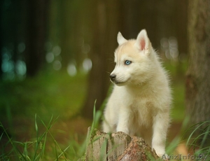 Девочки и мальчики щенков Хаски всех окрасов