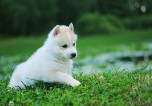 Шикарные щенки Хаски высокого породного уровня из питоминка