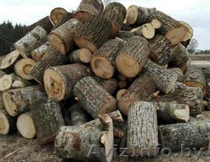 Колотые дрова: дубовые, берёзовые, хвойные (ель/сосна) - Изображение #3, Объявление #1484110