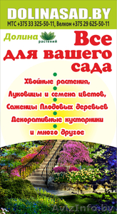 Хвойные и лиственные растения в Бресте из Питомника. Гарантия.