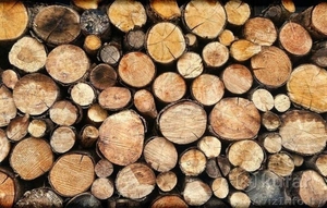 продам дрова резанные  - Изображение #1, Объявление #1555901