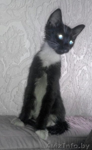 Котеночка черно-белого окраса в дар - Изображение #4, Объявление #1578467