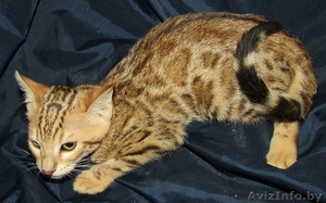 Бенгальские котята из питомника - Изображение #4, Объявление #1607462