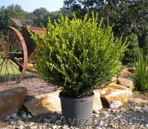 Самшит вечнозеленый от производителя