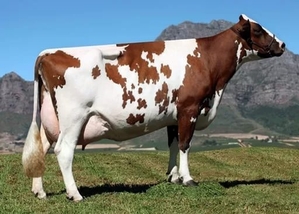 Куплю коров живым весом  - Изображение #1, Объявление #1706981