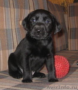 лабрадора черные щенки