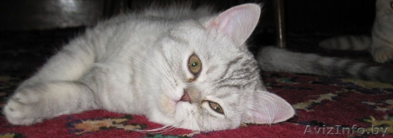 Котёнок британской короткошерстной породы - Изображение #2, Объявление #25636