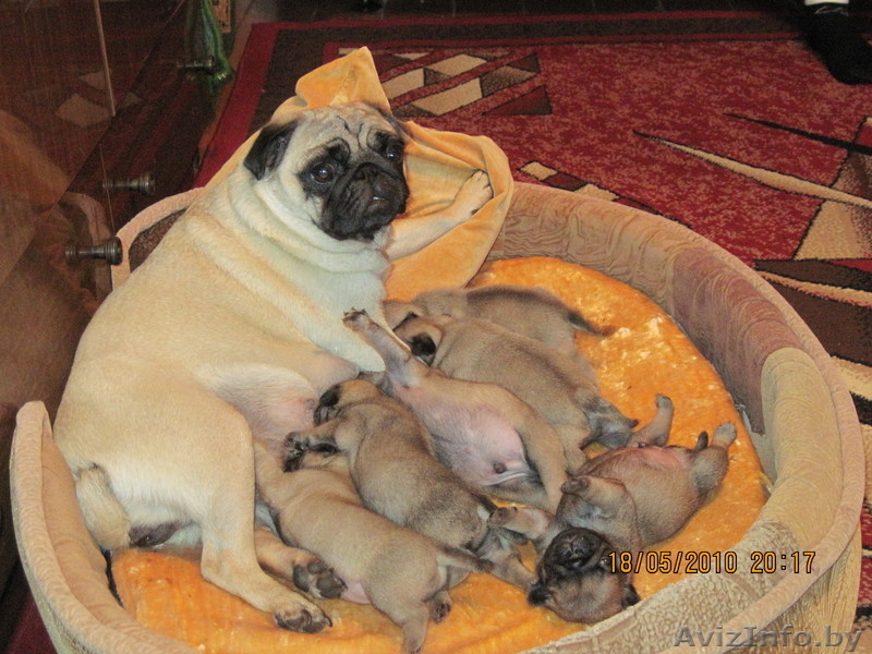 продаю щенков породы мопс - Изображение #1, Объявление #34290