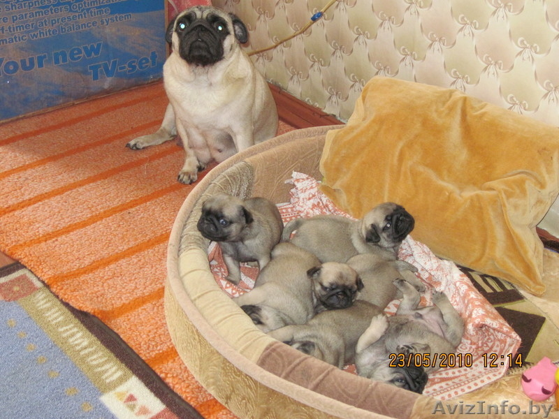 продаю щенков породы мопс - Изображение #3, Объявление #34290