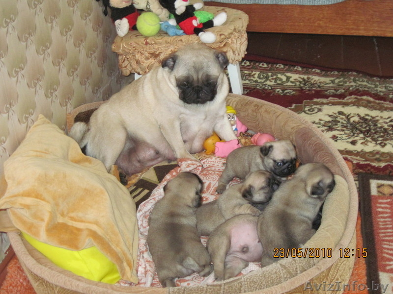 продаю щенков породы мопс - Изображение #2, Объявление #34290