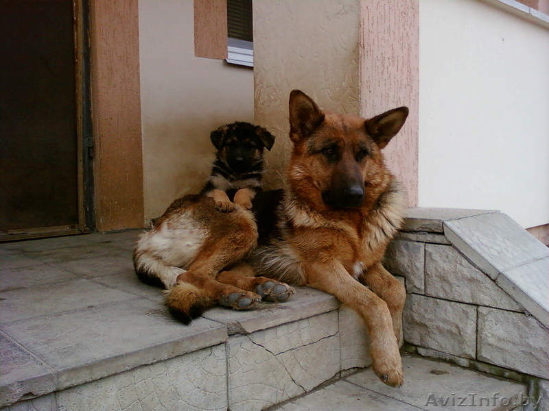 Продаю щенков немецкой овчарки - Изображение #1, Объявление #40951