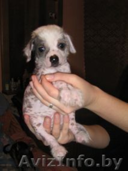 продаютмя щенки китайской хохлатой.  - Изображение #2, Объявление #46403
