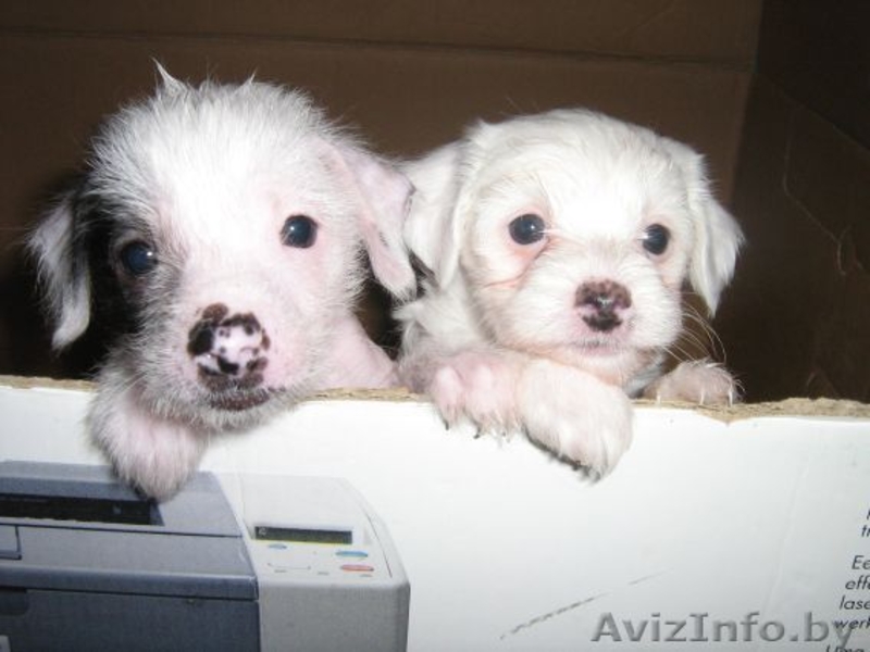 продаютмя щенки китайской хохлатой.  - Изображение #1, Объявление #46403