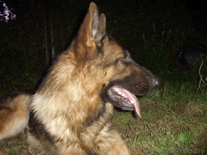 щенки немецкой овчарки - Изображение #1, Объявление #46191