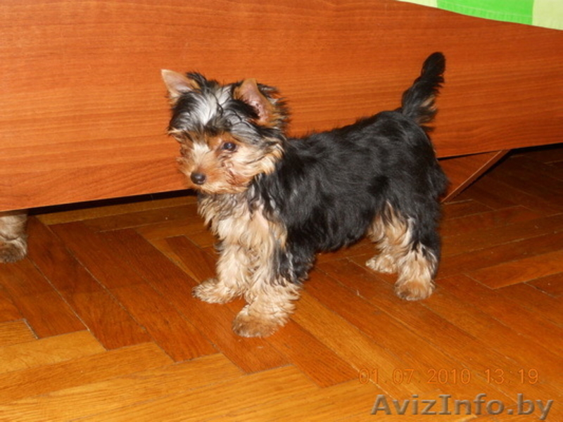 Самые очаровательные йоркширские щеночки! - Изображение #1, Объявление #48589