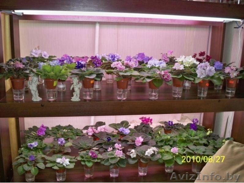 Фиалки Коллекционные в Могилеве - Изображение #2, Объявление #82310