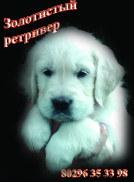 Голден ревера щенки - Изображение #1, Объявление #77624