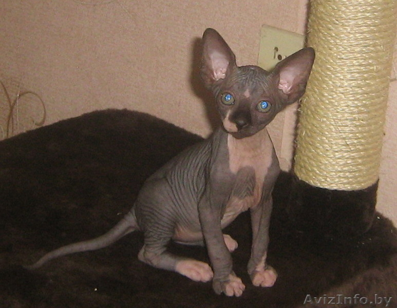 Котята канадский сфинкс - Изображение #3, Объявление #28343