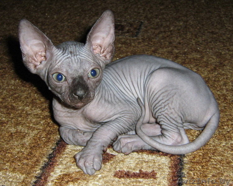Котята канадский сфинкс - Изображение #2, Объявление #28343