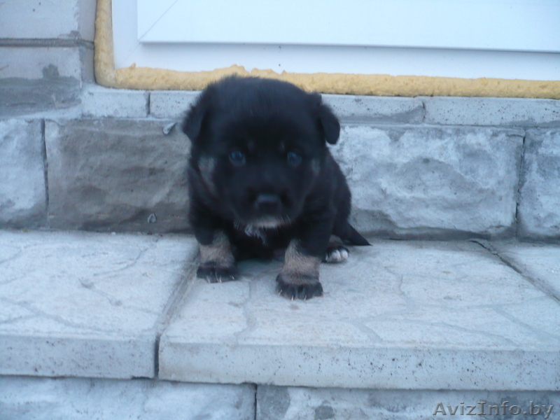 Отдам милого щеночка в хорошие руки. - Изображение #2, Объявление #165089