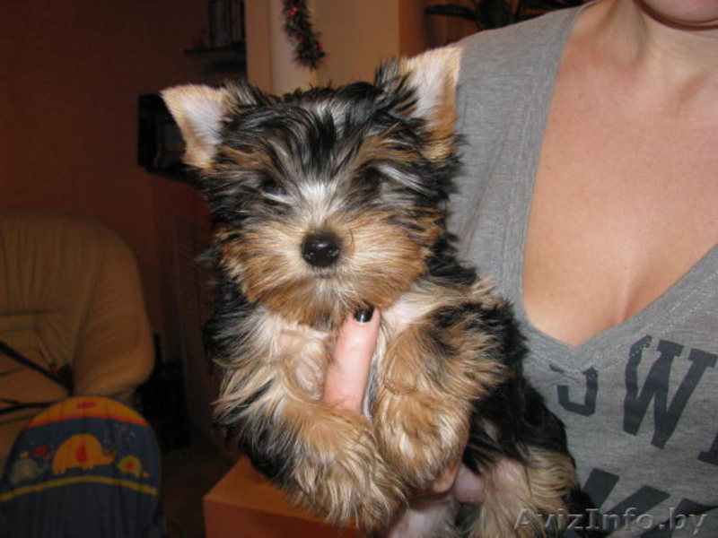 Йоркширский терьер (девочка) - Изображение #1, Объявление #190530