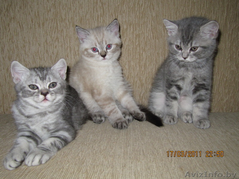 котята британцы - Изображение #1, Объявление #204515