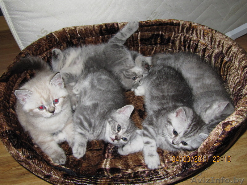котята британцы - Изображение #3, Объявление #204515