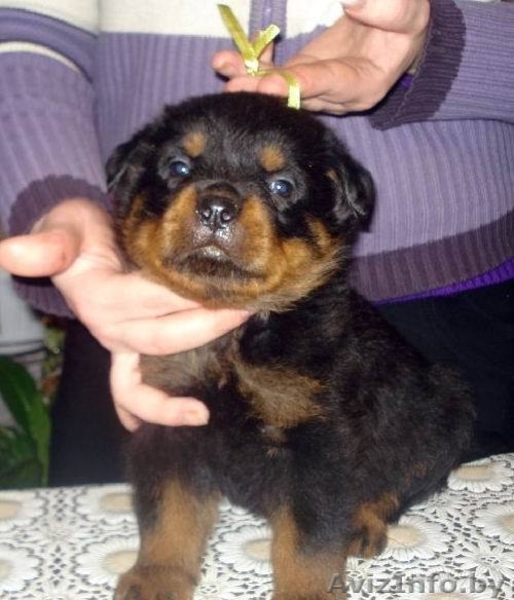 Щенки ротвейлера с документами - Изображение #2, Объявление #198498