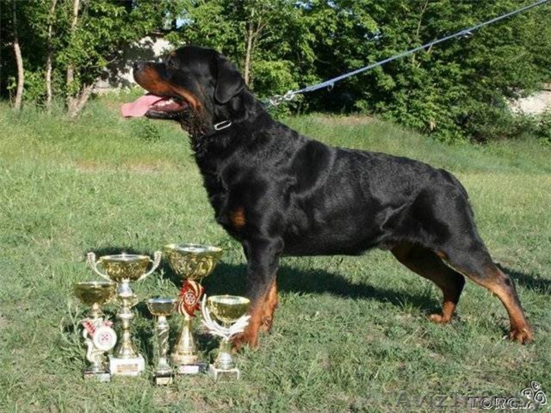 Щенки ротвейлера с документами - Изображение #1, Объявление #198498