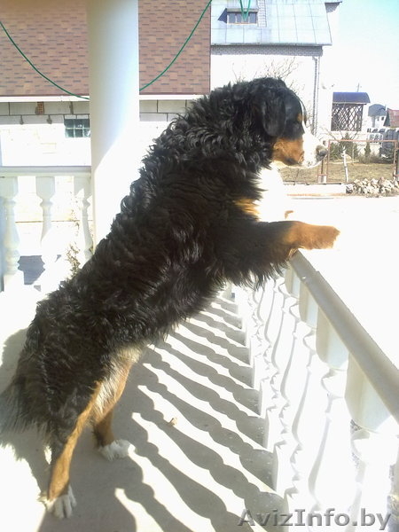 кабель бернского зенненхунда  ищет подругу  - Изображение #2, Объявление #218859