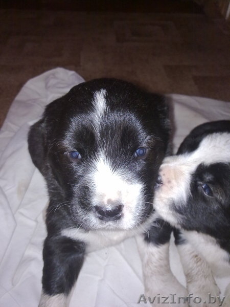 щенки среднеазиатской овчарки (алабай) - Изображение #2, Объявление #240235