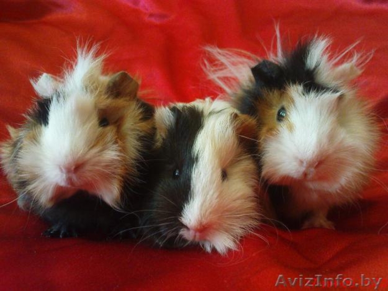 Куплю розеточную морскую свинку  - Изображение #3, Объявление #220200