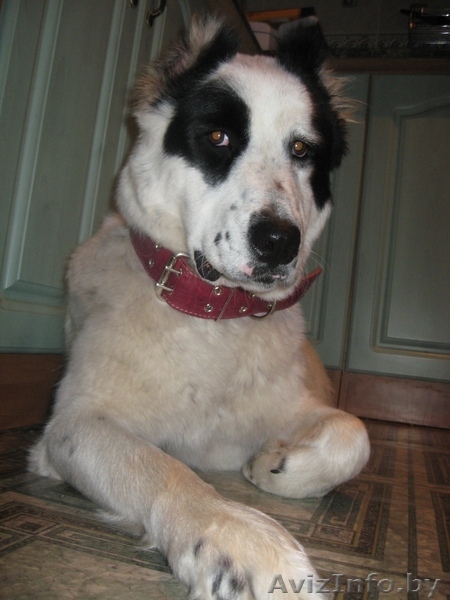 щенки среднеазиатской овчарки (алабай) - Изображение #3, Объявление #240235