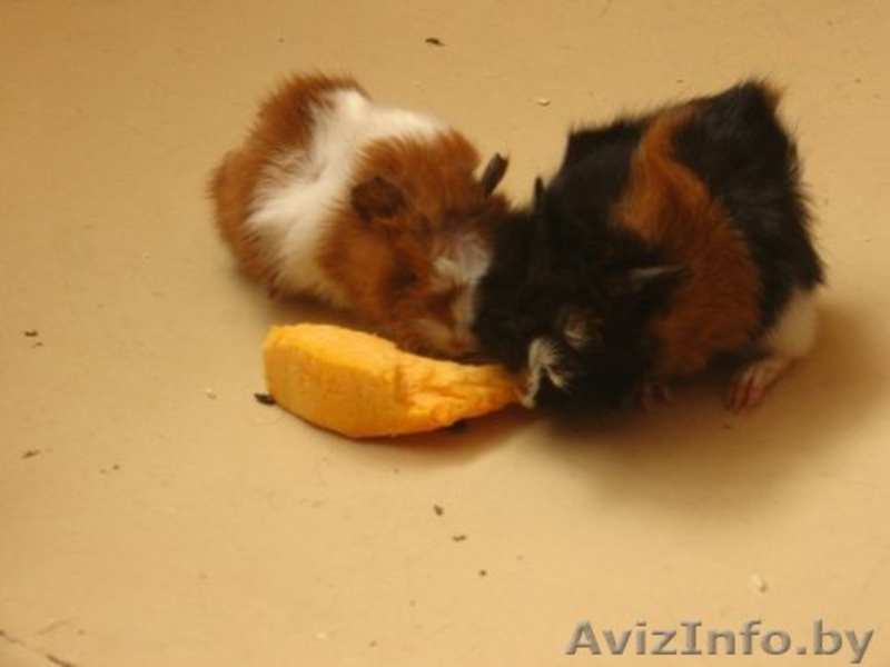 Куплю розеточную морскую свинку  - Изображение #1, Объявление #220200