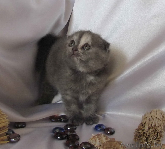 Шотландские вислоухие котята (скоттиш фолд и страйт) - Изображение #2, Объявление #259697