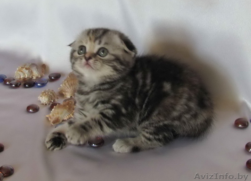 Шотландские вислоухие котята (скоттиш фолд и страйт) - Изображение #3, Объявление #259697