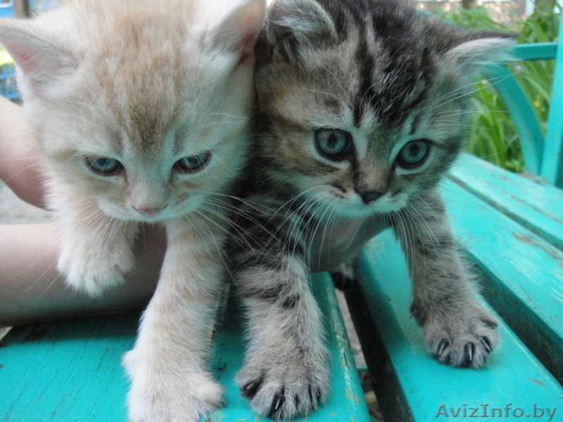 БРИТАНСКИЕ КОРОТКОШЕРСТНЫЕ КОТЯТА С РОДОСЛОВНОЙ  - Изображение #1, Объявление #279841