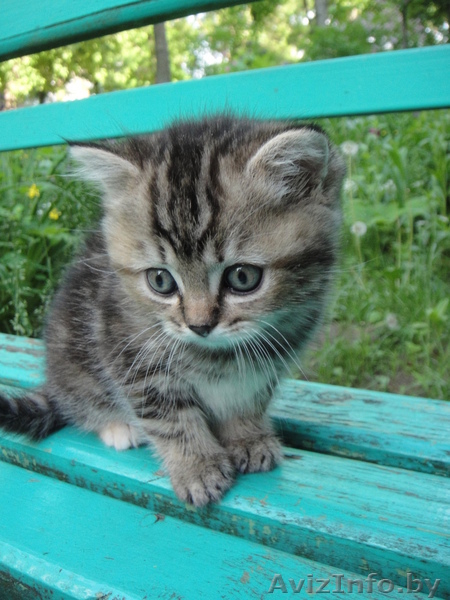 БРИТАНСКИЕ КОРОТКОШЕРСТНЫЕ КОТЯТА С РОДОСЛОВНОЙ  - Изображение #3, Объявление #279841