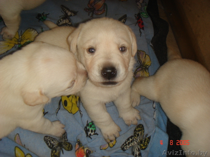 лучшие щенки лобрадора - Изображение #2, Объявление #304779