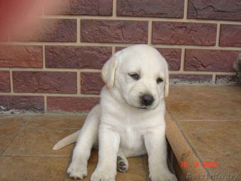 лучшие щенки лобрадора - Изображение #3, Объявление #304779