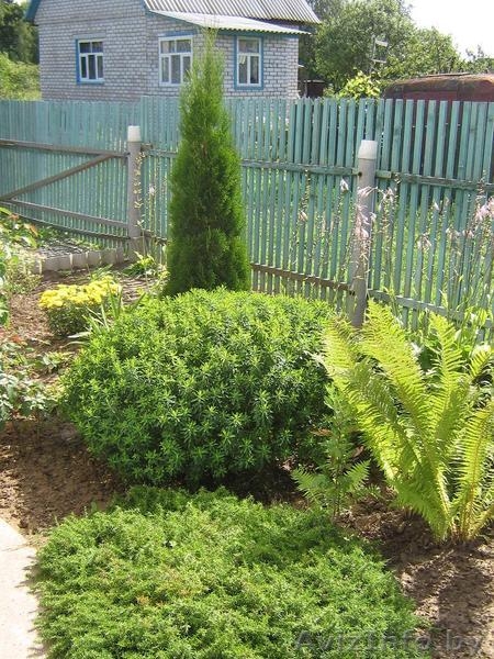 Дача, Шкловское направление, ст. Рыжковичи. - Изображение #1, Объявление #284204