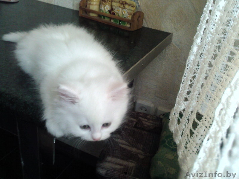 Отдам котят в добрые руки!! - Изображение #3, Объявление #332483