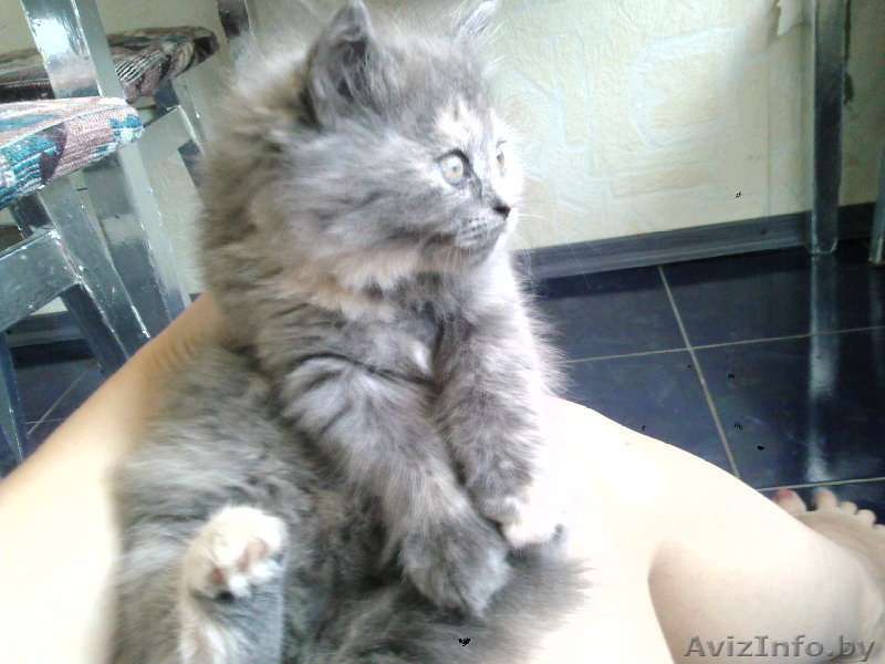 Отдам котят в добрые руки!! - Изображение #4, Объявление #332483