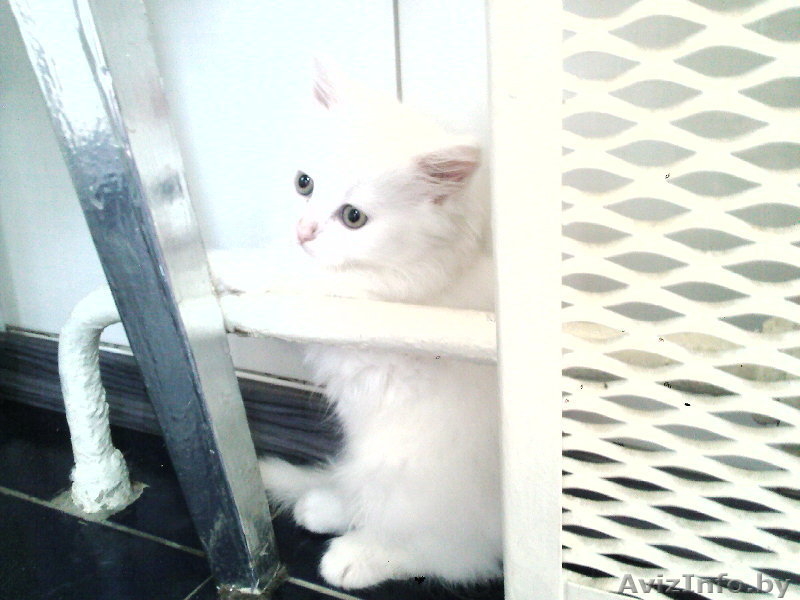 Отдам котят в добрые руки!! - Изображение #5, Объявление #332483