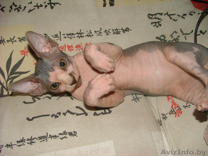Продам котенка канадского сфинкса - Изображение #2, Объявление #344157