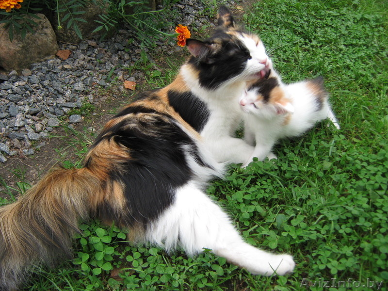 маленькое пушистое счастье в добрые руки - Изображение #2, Объявление #339099