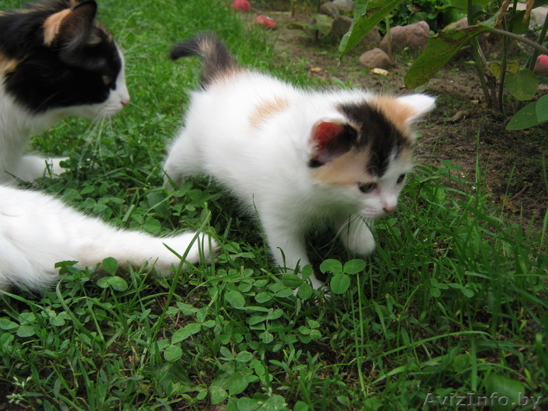 маленькое пушистое счастье в добрые руки - Изображение #3, Объявление #339099