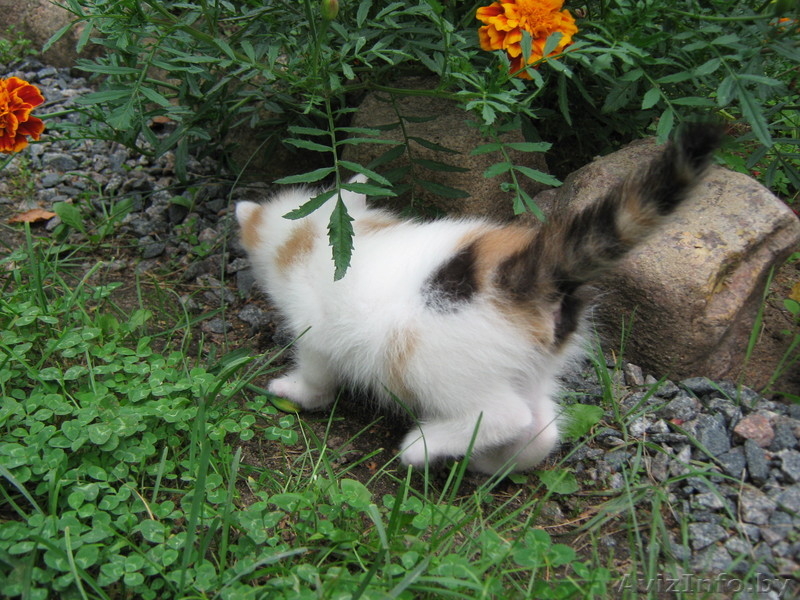 маленькое пушистое счастье в добрые руки - Изображение #4, Объявление #339099